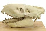 Fossil Oreodont (Merycoidodon) Skull - South Dakota #284373-1